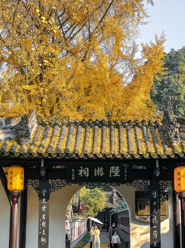 从来银杏不负秋