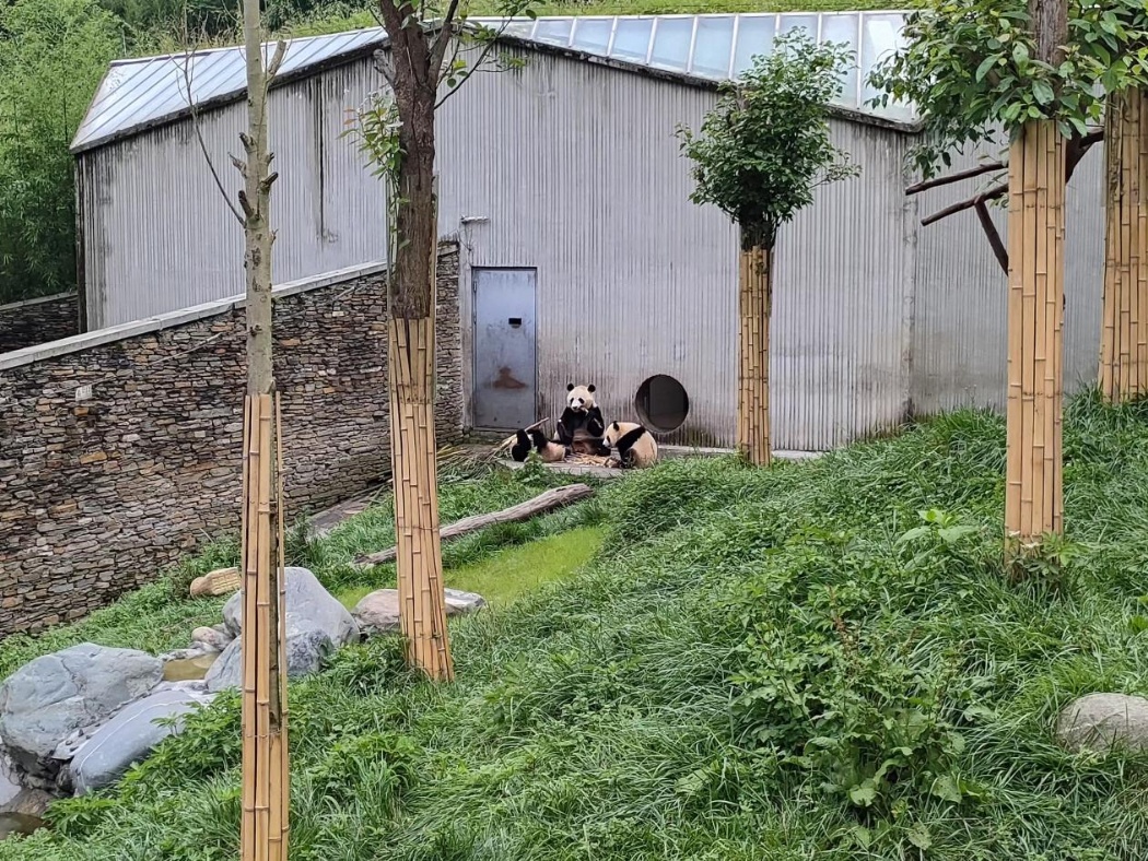 国宝家园——卧龙生态熊猫基地